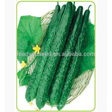 Sementes do pepino do híbrido f1 resistente à doença alto de CU08 Fengwang for sale